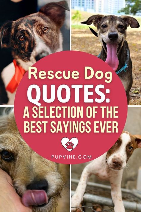 Foster Dog Quotes, Dog Birthday Quotes, Shelter Dog Quotes, Dog Adoption Quotes, Rescue Dog Quotes, Animal Rescue Quotes, Rescue Quotes, Animal Rescue Ideas, Charity Quotes