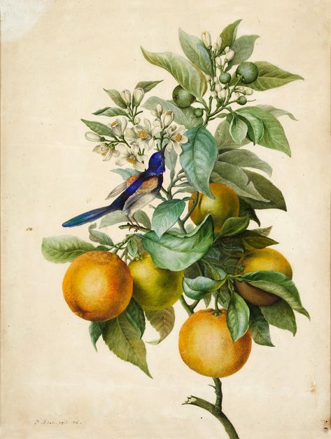 Pancrace Bessa Paris 1772 - 1835 Ecouen A branch of Orange Blossom, with a Bee-Eater Watercolour; signed and dated in pen and brown ink, lower left: P. Bessa. Paris.1816 John Edwards, Blossom Tattoo, Orange Tree, Tree Illustration, Tree Drawing, Floral Prints Art, Botanical Drawings, Flower Illustration, Orange Blossom