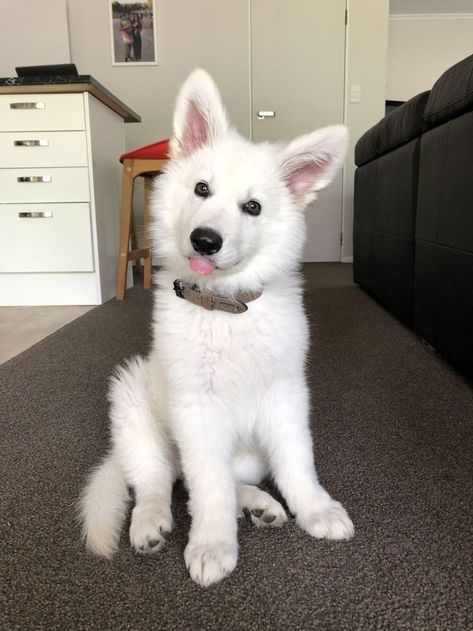 White Dog Breeds, White Fluffy Dog, Swiss Shepherd, White German Shepherd, Fluffy Dogs, White Dog, Shepherd Puppies, Cute Animal Photos, White Dogs