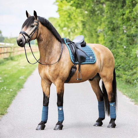 Buckskin Horse Tack Color, Horse Riding Aesthetic, Buckskin Horse, Horse Riding Outfit, Beautiful Horse Pictures, Horse Inspiration, Horse Riding Clothes, Horse Fashion, Dream Horse