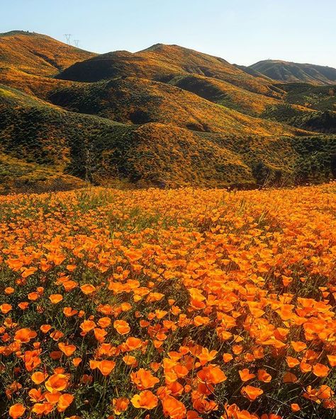 Hard to believe that all the orange splashed along the hills are poppies. Going on a super warm day was brutal having to hike in the heat,… Antelope Valley, Scrapbook Elements, Fleur Orange, Aesthetic Garden, Right Light, Garden Aesthetic, Orange Poppy, Orange Aesthetic, California Poppy