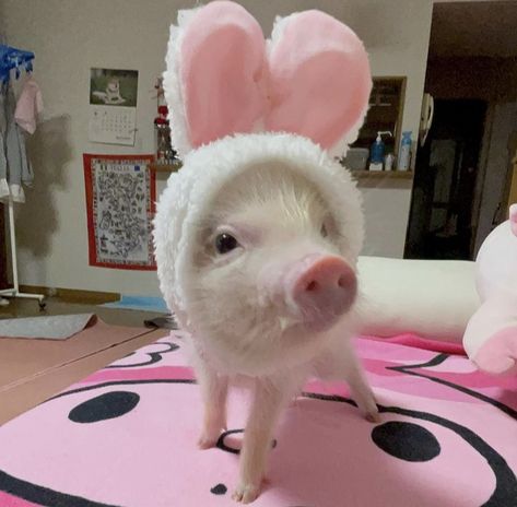 Piglet Aesthetic, Baby Piglets, Pig Pictures, Baby Pig, Cute Piglets, Funny Pigs, Cute Small Animals, Mini Pigs