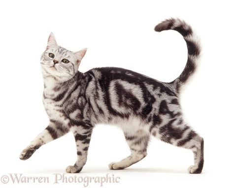 Photograph of Silver tabby cat, Asphodel, 2 years old. Rights managed white background image. Cat Drawing Reference Photo, Cat Pose Reference Photos, Dynamic Cat Poses, Cat Posing, Tapetum Lucidum, Silver Tabby Cat, Cat Poses, Cat References, Cat Walking