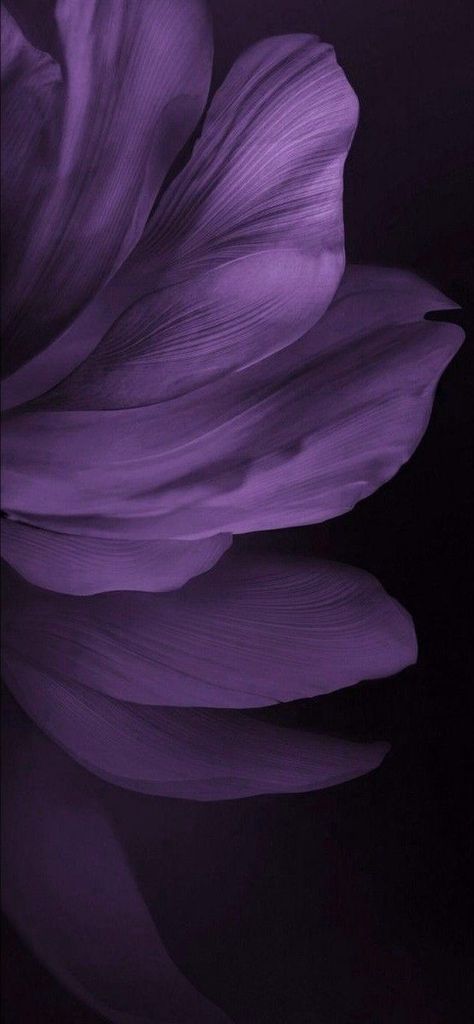 Dark Purple Aesthetic Background, Dark Violet Wallpaper, Jen Core, Galaxy Abstract, Black And Purple Wallpaper, Dark Purple Background, Dark Purple Flowers, Dark Purple Wallpaper, Violet Aesthetic