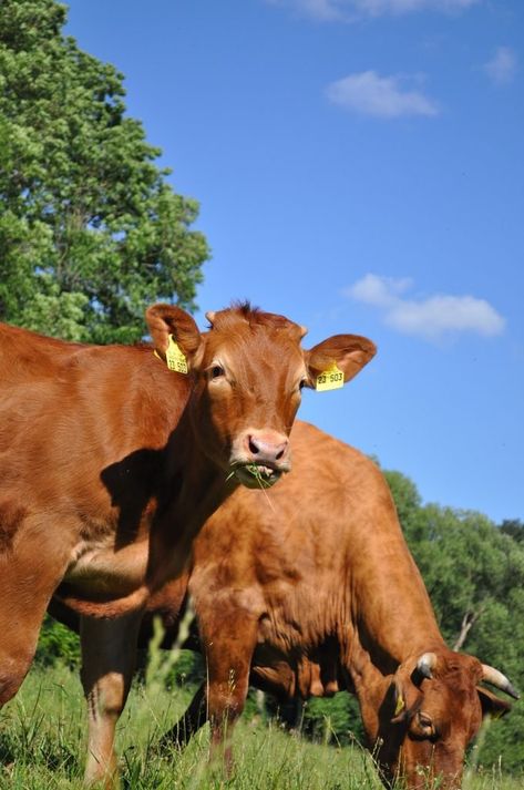 Top 10 most popular cattle breeds in the United States | AGDAILY Types Of Cows, Cattle Breeds, Beef Cattle, French Property, Limousin, Black Horse, Cow Pattern, Cute Cows, Aquitaine