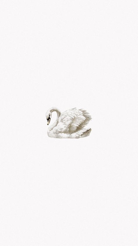 Swan Wallpaper, Flipagram Instagram, Iphone Wallpaper Photos, White Swan, Swan Lake, White Wallpaper, Screen Wallpaper, Ipad Wallpaper, Screen Savers