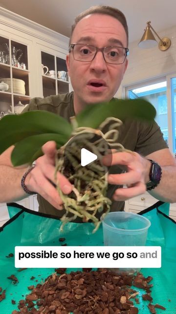 Raffaele Di Lallo on Instagram: "💁🏻‍♂️Some more orchid repotting tips! Clear pots are great for orchids (check out my “orchid pots” link in my profile for my amazon store where you can get various sizes).   Clear pots are great to see the health of the orchid root system, and because they do perform some photosynthesize for the plant. In my greenhouse, I leave the pots exposed, but indoors in the house, I slip them in ceramic pots for aesthetic purposes.   A great time to repot is after your orchid has finished blooming. In this case in my reel, this plant did not bloom unlike most of my other Phalaenopsis orchids at the time of publishing this reel, so now is a great time because days are getting longer and plants are waking up and getting ready to start to grow new leaves and roots. Re Potting An Orchid, Phaleonopsis Orchids Arrangement, Repot Orchids How To, Orchid Roots Growing Out Of Pot, Orchid Holder Ideas, Orchid Ideas Hanging, Reviving Orchid Plant, How To Plant Orchids In Pots, Multiple Orchids In One Pot