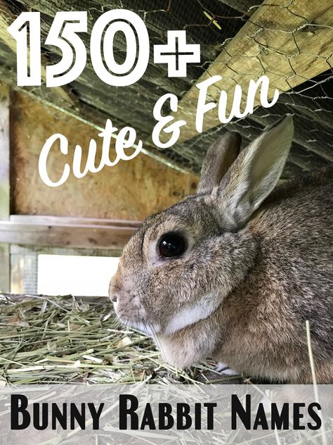 150+ Cute and Funny Bunny Rabbit Names Female Rabbit Names, Female Rabbit, Bunny Hutch, Rabbit Names, Bunny Names, Bunny Care, Bunny Mom, Funny Rabbit, Bunny House