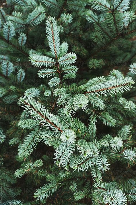 A close up of pine tree branches Gold Art Painting, Pine Trees Forest, Tree Textures, Conifer Trees, Spruce Tree, Pine Branch, Mountain Designs, Tree Photography, Tree Forest