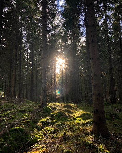 Norway Forest Aesthetic, Scandinavian Nature Aesthetic, Evergreen Forest Aesthetic, Denmark Forest, Pine Forest Aesthetic, European Forest, Norway Aesthetic, Norway Forest, Swedish Forest