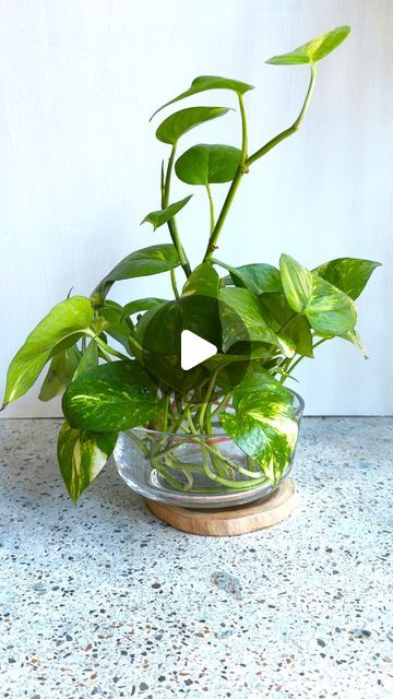 Pothos Plant Decor, Pothos In Water, Mini Cactus Garden, Water Plants Indoor, Plant In Glass, Planting Plants, Indoor Water Garden, Plants In Bottles, Self Watering Pots