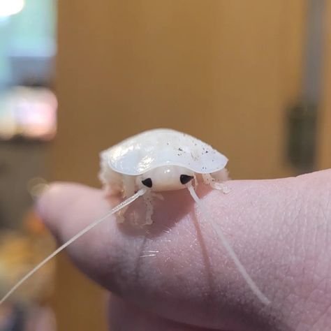 All white Madagascar hissing cockroach with big black eyes on finger Aesthetic Cockroach, Isopod Pfp, Pretty Cockroach, Hissing Roach, Albino Cockroach, Cockroach Aesthetic, Cute Isopod, Cute Cockroach, Pet Bugs