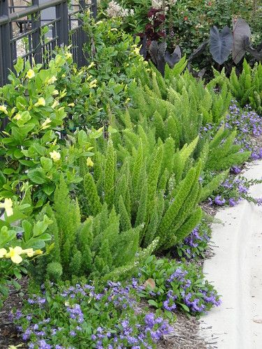 Purple Flower Plant, Fox Tail Plant, Asparagus Meyeri, Fox Tail Fern, Scaevola Aemula, Foxtail Fern, Fan Flower, Florida Landscaping, Ferns Garden