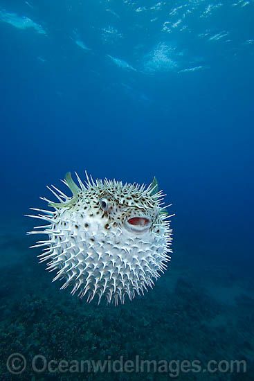 Spotted Porcupinefish Bizarre Animals, Fauna Marina, Puffer Fish, Beautiful Sea Creatures, Water Animals, Underwater Creatures, Underwater Life, Exotic Fish, Beautiful Fish