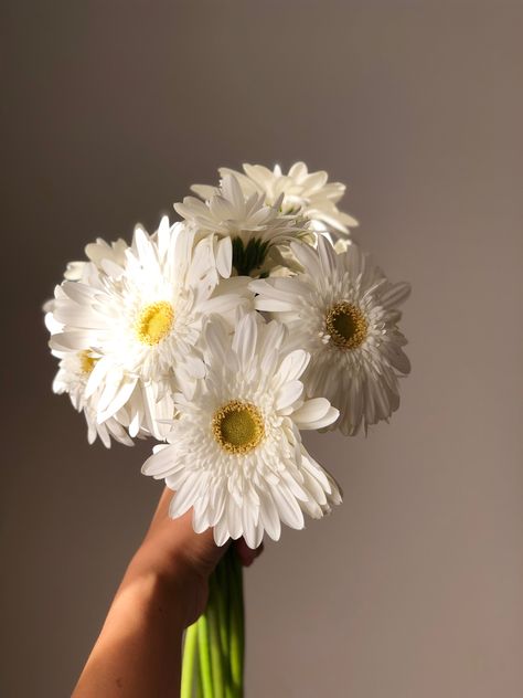 Gerbera Daisy Aesthetic, White Vision Board, White Gerbera Daisy, Gerbera Daisy Bouquet, Gerbera Bouquet, White Gerbera, Hello Stranger, Gerbera Flower, Gerber Daisy