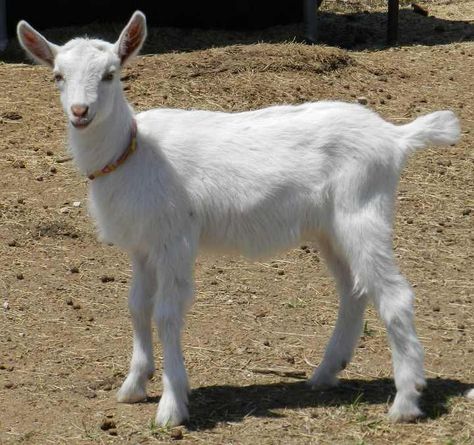 artist reference  goat | Saanen Goats | Galloping Winds Ranch Saanen Goats, Goat Picture, Small Goat, Artist Reference, Animal Reference, Dairy Goats, Goats, Florence, Art Reference