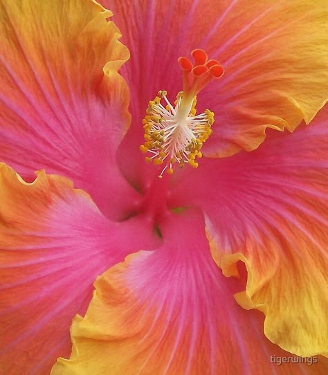 Orange And Pink, Coconut Girl, Orange And Yellow, Hibiscus Flowers, Pink And Yellow, Pretty Flowers, Flowers Plants, Orange Pink, Pink Orange