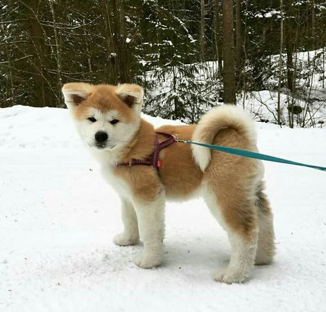 Akita Inu Puppy, Akita Puppy, Japanese Akita, Akita Puppies, Japanese Dogs, Akita Dog, Labrador Retriever Puppies, Yorkshire Terrier Puppies, White Dog