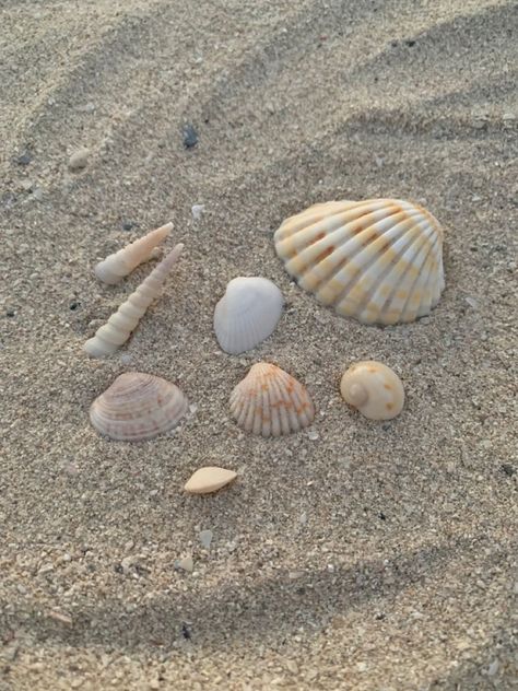 Summer Aesthetic Seashells, Seashell Beach Aesthetic, Beach Aesthetic Seashells, Beach Summer Aesthetic Wallpaper, Beach Aesthetic Shells, Collecting Seashells Aesthetic, Coastal Mermaid Aesthetic, Beach Stuff Aesthetic, Seashell Wallpaper Aesthetic