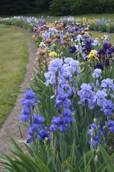 Iris Aesthetic Flower, Iris Flower Aesthetic, Iris Flowers Aesthetic, Iris Core, Iris Border, Iris Aesthetic, Iris Flowers Garden, Irises Flowers, Flowers Iris