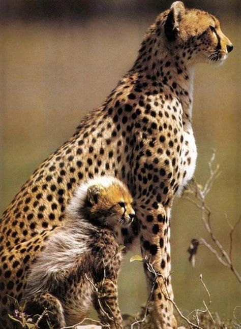 lindo\\ Regnul Animal, Cheetah Cubs, Baby Cheetahs, Cheetahs, African Animals, Wild Life, Animal Planet, In The Wild, Nature Animals