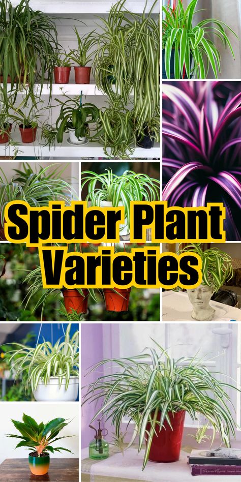 Spider plant varieties Variegated Spider Plant, Airplane Plant Houseplant, Types Of Hanging Plants Indoor, Best Soil For Spider Plants, Indoor Plant Varieties, Curly Spider Plant Care, Hawaiian Spider Plant, Spider Plant Varieties, How To Care For Spider Plants