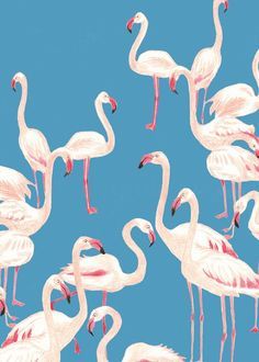 flamingo print Ipad Wallpapers, Whatsapp Wallpaper, Flamingo Pattern, Flamingo Print, Print Inspiration, Arte Animal, Art And Illustration, Fabric Print, Pattern Illustration