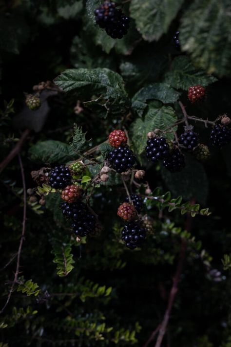 Blackberry Bush Aesthetic, Black Berries Aesthetic, Blackberry Picking Aesthetic, Blackberries Aesthetic, Blackberries Photography, Blackberry Aesthetic, Blackberry Flower, Harvest Cake, Twigg Studios