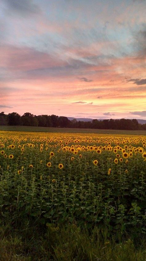 Possible painting Country View, Upstate Ny, Partridge, Nature Aesthetic, Pretty Places, Sky Aesthetic, Aesthetic Backgrounds, Aesthetic Photo, Beautiful World