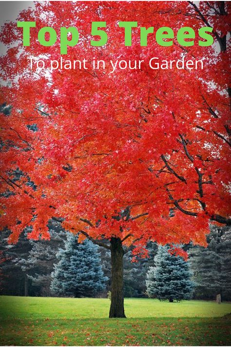 Top 5 Trees To Plant In Your Garden Acer Rubrum, Gardening Zones, Red Maple, Sugar Maple, Red Tree, Tree Photography, Colorful Trees, Autumn Scenery, Maple Tree