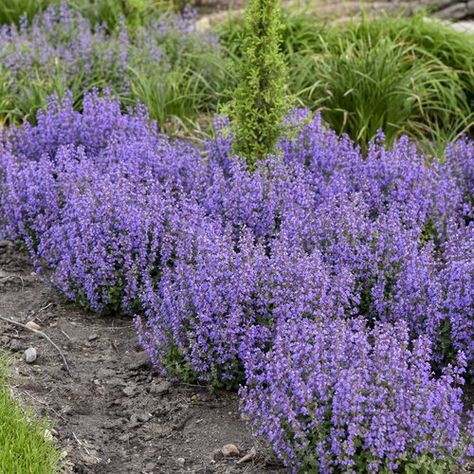 Catmint Nepeta, Proven Winners Perennials, Late Summer Flowers, Long Blooming Perennials, Drought Tolerant Perennials, Edging Plants, Plant Encyclopedia, Blue Plants, Cat Pajamas