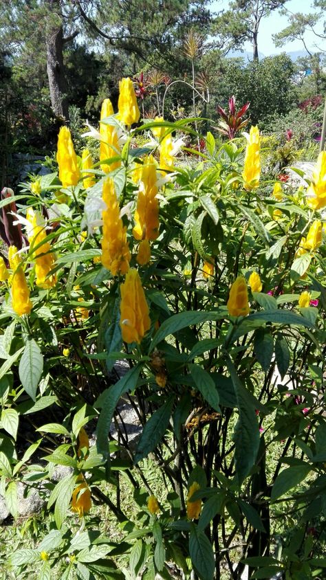 Pachystachys common name Lollipop plant Lollipop Plant, Scientific Name, Common Names, All About Plants, Lollipop, Florida, Plants, Floral, Nature