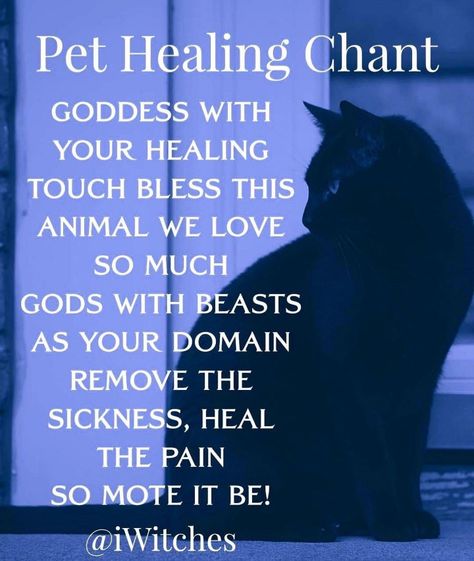 Pet Healing, Lavender Moon, Witchcraft Spells For Beginners, Cat Spirit, Spells For Beginners, Witch Quotes, Easy Spells, Healing Magic, Witch Spirituality