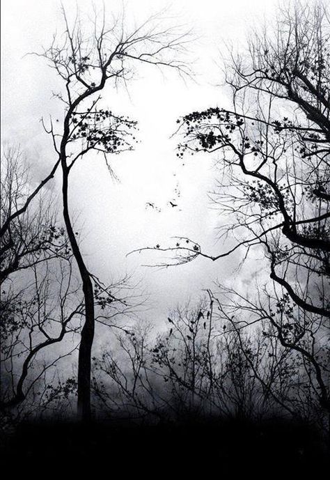 Two Faces or a Vase? Old or Young Lady? 10 Simple but Wonderful Optical… Dark Expression, Image Illusion, Illusion Kunst, Boom Kunst, Landscape Night, Bare Trees, Tree Faces, Foto Tips, Illusion Art