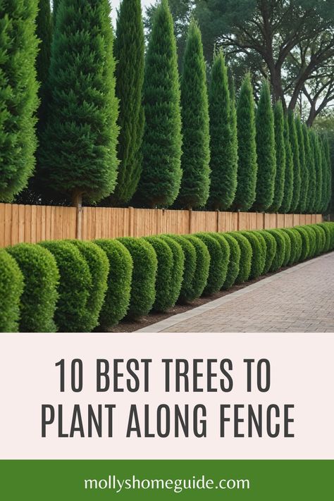 Looking to create privacy along your fence line? Planting the best trees for border and privacy is a great way to enhance your outdoor space. Consider fast-growing privacy trees like Leyland Cypress or Thuja Green Giant for quick results. For smaller yards, narrow evergreens such as Sky Pencil Holly are perfect options. Discover the top 5 privacy trees that not only provide screening but also add beauty to your landscape. Large Trees Landscaping, Border Trees Backyards, Trees As Privacy Fence, Outdoor Privacy Trees, Privacy Fence With Trees, Holly Sky Pencil Landscaping, Backyard Hedge Fence, Privacy Arborvitae, Fence Line Trees Privacy