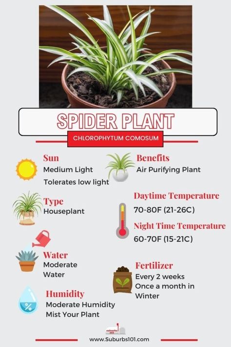 9 Tips on How to Care for your Spider Plant Spider Plant With Fairy Lights, Spider Plant Pups, Spider Plant Care Tips, Care For Spider Plant, Spider Plants Indoor, Spider Plant Care Indoor, Planter Ideas Indoor, Hanging Spider Plant, Spider Plant Indoor