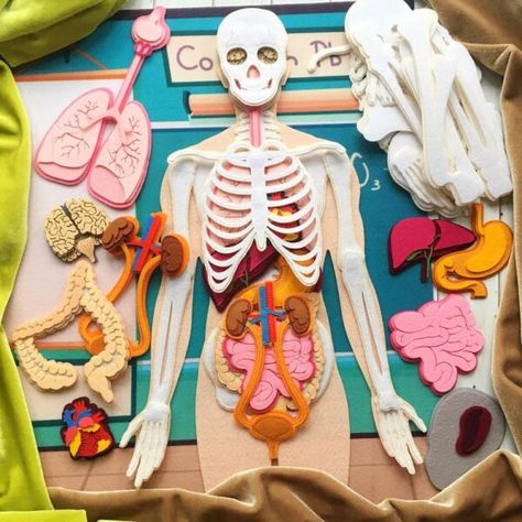 Realistic Skeleton, Laser Cut Felt, Newborn Books, Anatomy Medical, Montessori Science, Biology Projects, Felt Glue, Montessori Books, Science Projects For Kids