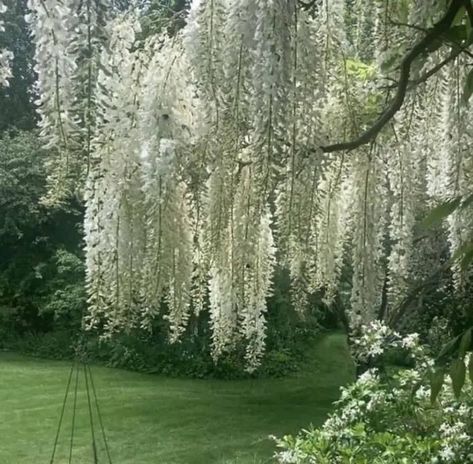 Silver Willow Tree, Swan Lake Painting, Weeping Trees, Weeping Willow Tree, Willow Trees, Lake Painting, Weeping Willow, Willow Tree, My Roots