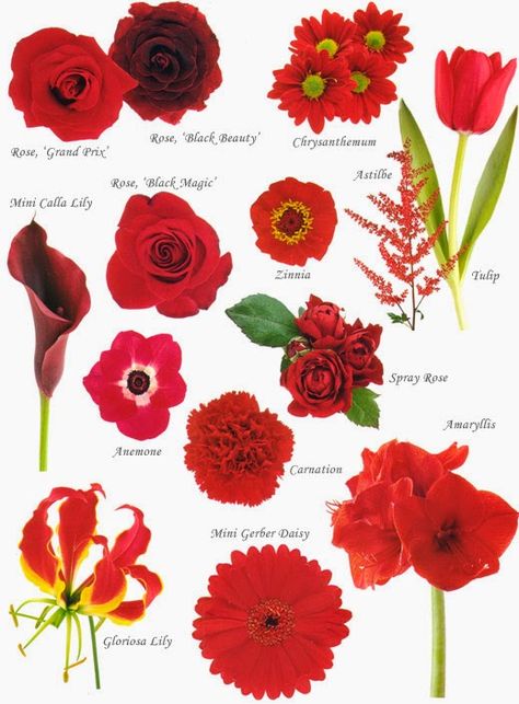 Red Flowers in Your Life | http://whatwomenloves.blogspot.com/2014/04/red-flowers-in-your-life.html Flowers And Their Names, Flower Chart, Red Wedding Flowers, Flower Guide, Flower Meanings, Have Inspiration, Flower Names, Deco Floral, Types Of Flowers