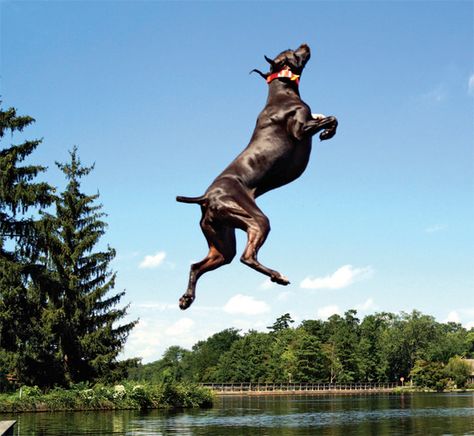 We've seen it all now, dock diving with high performance canine athletes #dogtraining #dogs German Shorthaired Pointer Training, Dog Training School, Athletic Dogs, German Dogs, German Shorthaired Pointer Dog, Pointer Puppies, Dog Training Classes, French Dogs, Dog Training Treats