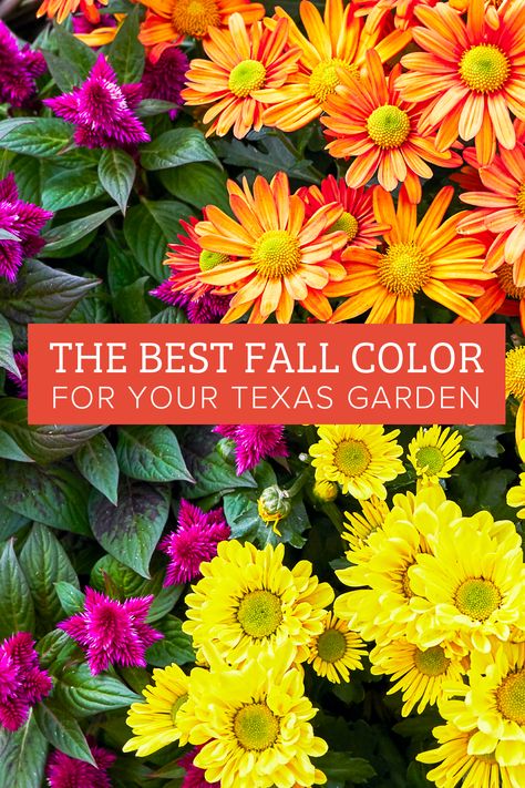 Fall Flowerbed Ideas, Fall Planting Perennials, Autumn Gardening, Fall Landscaping, Texas Garden, Fall Container Gardens, Fall Planting, Fall Containers, Texas Gardening