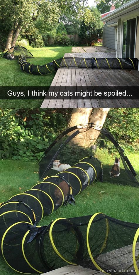 Snapchats Funny Cats Funny Snapchats, Katt Diy, Katt Grejer, Kat Diy, Funny Cat Fails, Cat Patio, Cat Fails, Animals Cat, Cat Enclosure