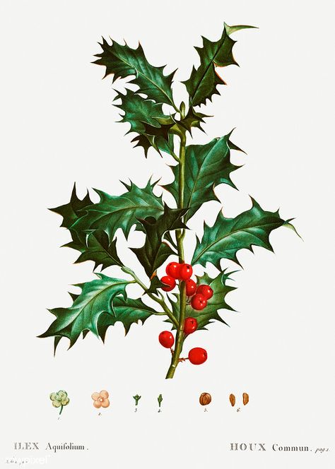 Common holly (Ilex aquifolium) illustration from Traité de… | Flickr Holly Plant, Holly Branch, Vintage Clipart, Branch Vector, Holly Christmas, Vintage Png, Image Paper, Botanical Artwork, Vintage Botanical Prints