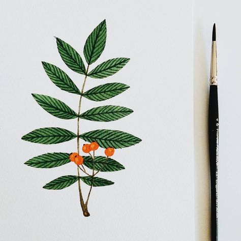 Rowan Leaf by Katrina Sophia katrinasophia.com Rowan Branch, Rowan Leaf, Tattoo Wedding Rings, Rowan Tree, Bff Tattoos, Leaf Illustration, Gorgeous Tattoos, Random Images, Zodiac Tattoo