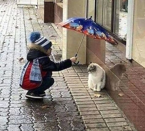 Kindness Pictures Photography, Quotes About Helping Others, Quotes About Helping, Kindness Pictures, Love And Kindness, Human Kindness, Happy Pictures, Pet Hair Removal, Cat Books