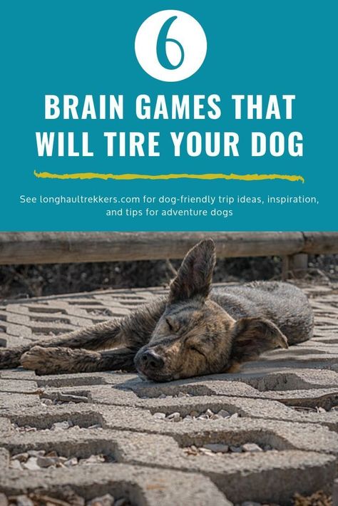 How To Mentally Stimulate Your Dog, Games To Play With Puppy, Shepnees Dogs, Diy Dog Exercise Equipment, Puppy Mental Stimulation, Brain Stimulation For Dogs, Mental Stimulation For Puppies, Mind Stimulation For Dogs, Dog Mental Stimulation Diy Brain Games