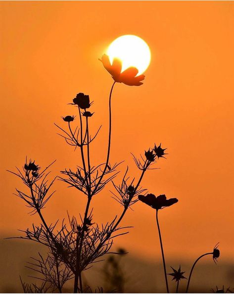 Shows that a small flower which is we just  in just appearence but it holds the most powerful organ of nature Image Nature, Foto Tips, Sunset Wallpaper, Beautiful Nature Wallpaper, Photography Wallpaper, Alam Yang Indah, Nice Day, Nature Wallpaper, Beautiful Sunset