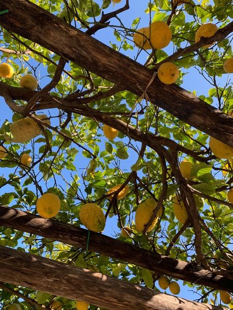 Lemon Tree Aesthetic, Aesthetic Lemon, Lemon Aesthetic, Slow Eating, Tree Aesthetic, Mediterranean Aesthetic, Mediterranean Summer, Mediterranean Lifestyle, Summer Pics