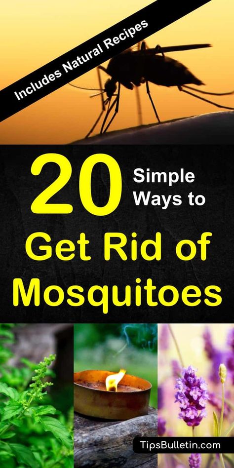 How to keep mosquitoes away with 20 easy ways. Includes natural recipes and tips for homemade mosquito repellents, essential oils, traps, nets, and plants. Perfect to get rid of mosquitoes from yards, decks, garden campfires or inside your house. #mosquitoes #keepaway #getridof #backyard Mosquito Repellent Homemade, Kill Mosquitos, Natural Mosquito Repellant, Natural Recipes, Fly Repellant, Deep Cleaning Tips, Bug Repellent, Mosquito Repellent, Simple Life Hacks