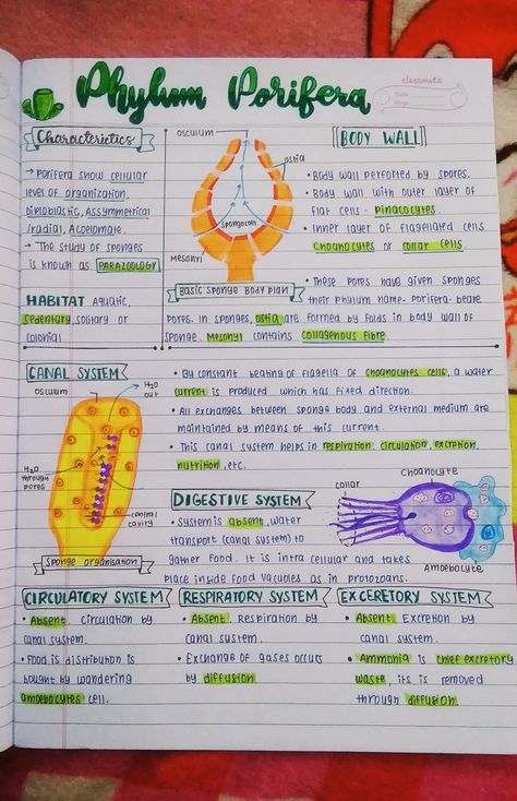 Phylum Coelenterata Notes, Bsc Zoology Notes, Phylum Notes, Bsc 1st Year Zoology Notes, Bio Notes Class 11, Phylum Porifera Notes, Biological Classification Notes For Neet, Porifera Notes, Ncert Biology Class 11 Notes